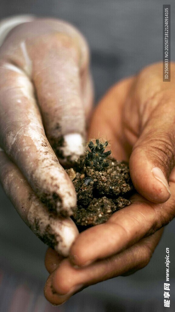 双手捧握沾满泥土的植物