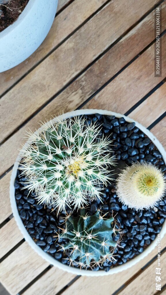 盆栽仙人掌与多肉植物