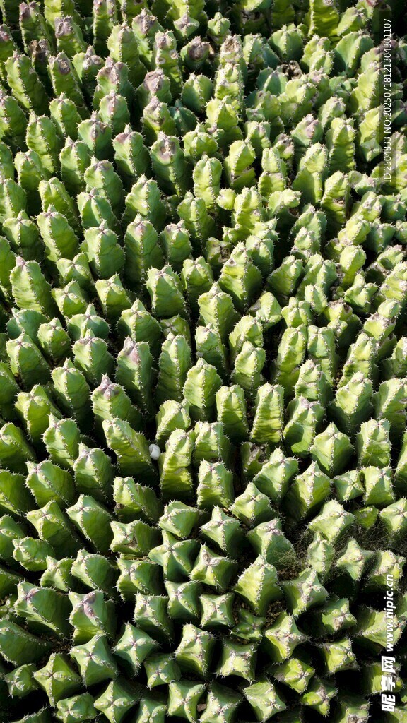 整齐排列的绿色植物