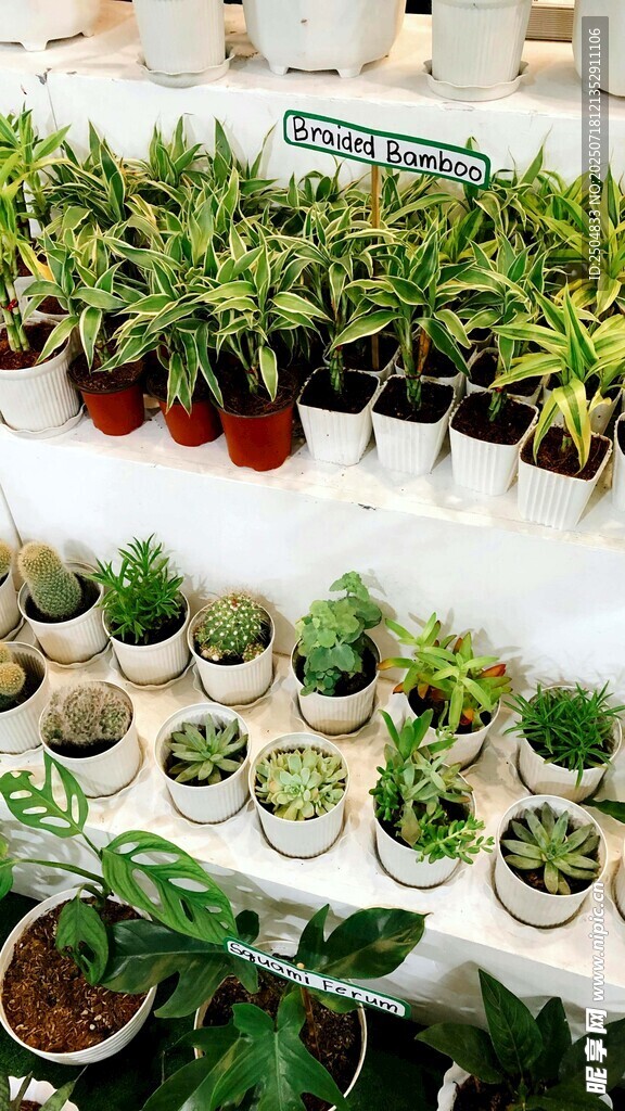 多样盆栽展示