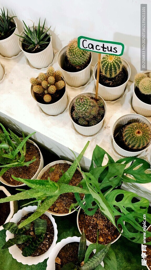 多样盆栽植物展示