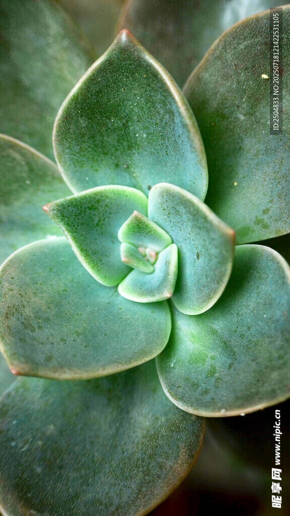 翠绿多肉植物特写