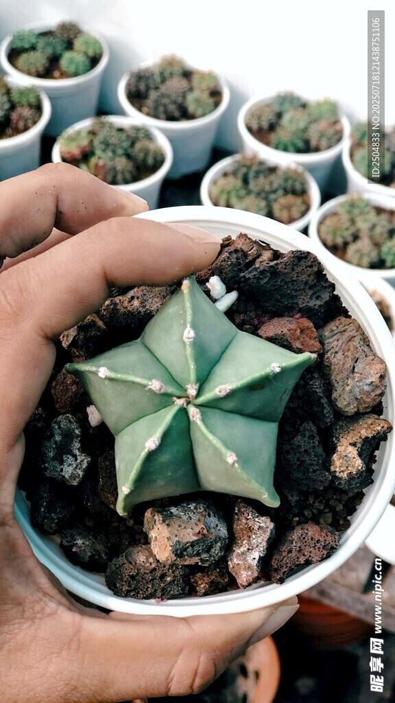 手捧五角星形仙人球盆栽
