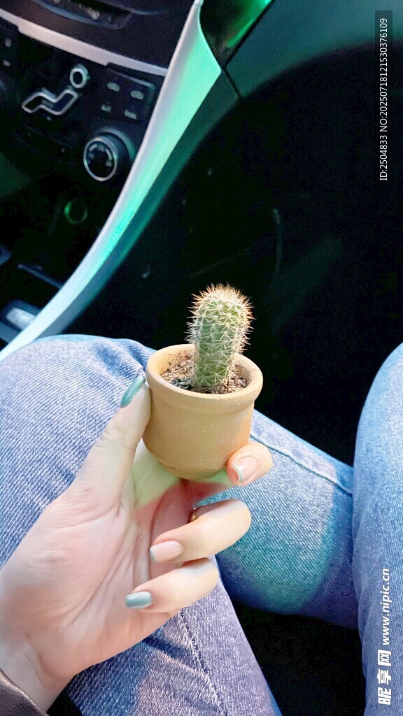 手中迷你仙人掌盆栽