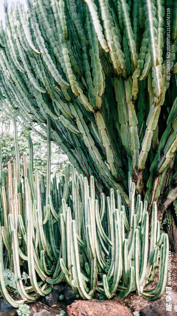 高大仙人掌植物景观