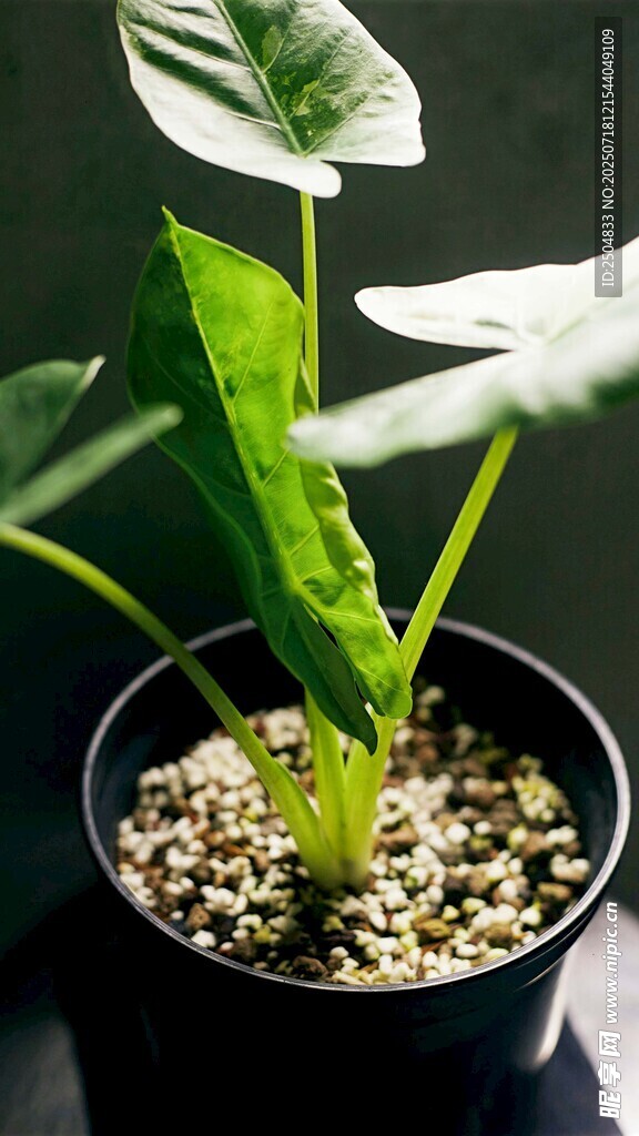黑色花盆中的绿植