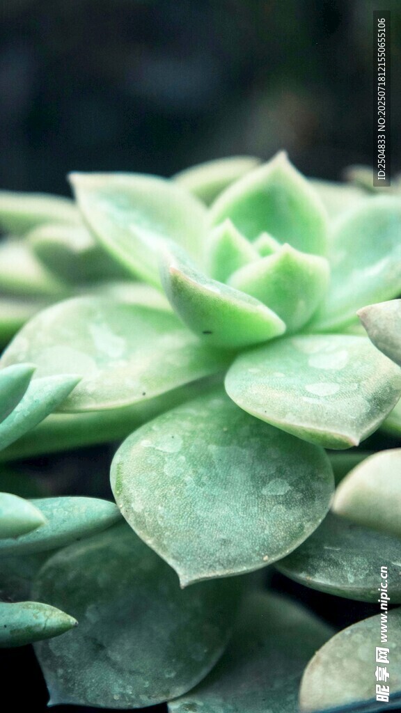 翠绿多肉植物特写