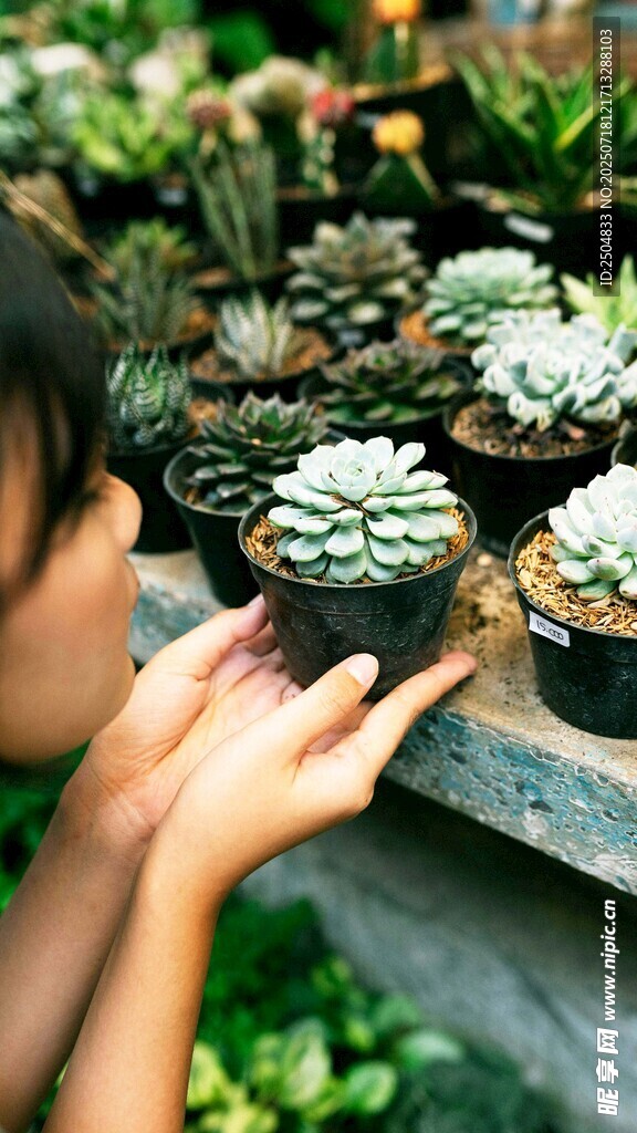 小孩专注赏玩多肉植物