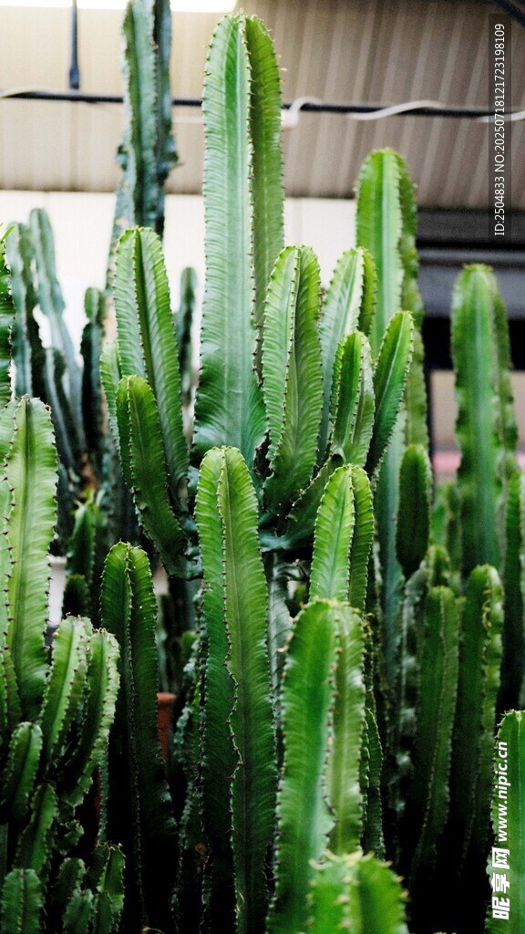 室内茂盛的仙人掌植物