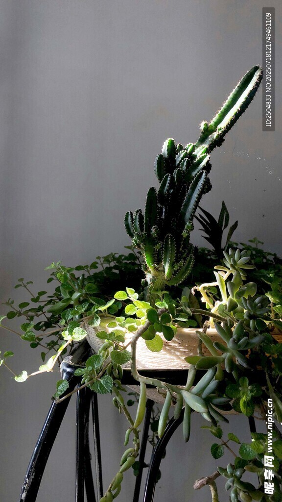 绿植盆栽展示架上的生机