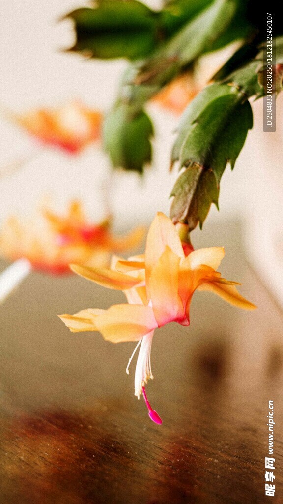 橙色蟹爪兰花朵特写