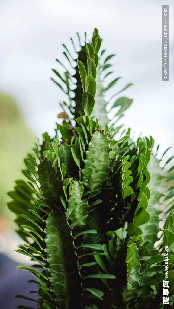 翠绿挺拔的针叶植物