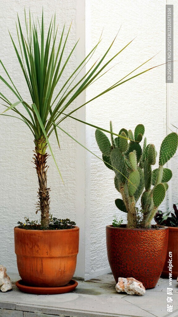 室内盆栽植物组合