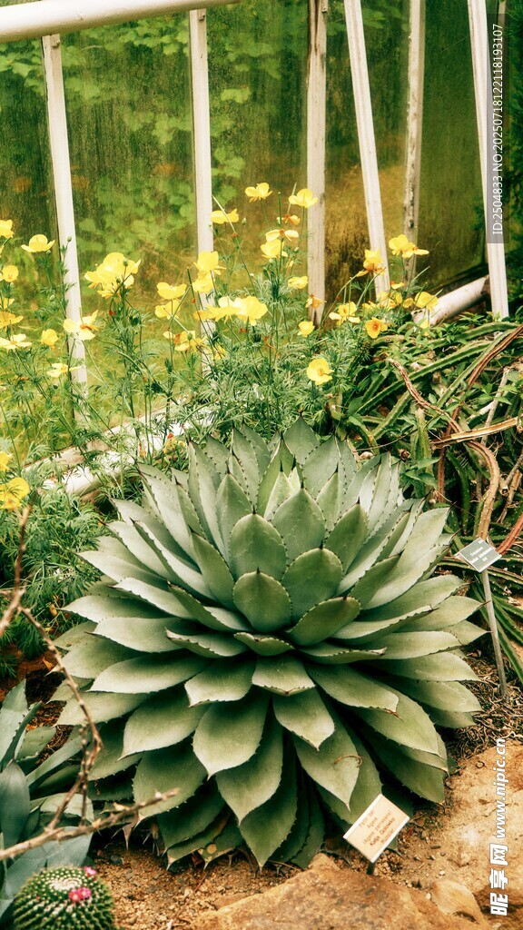 庭院中的多肉植物景观