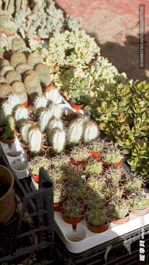 多肉植物盆栽展示