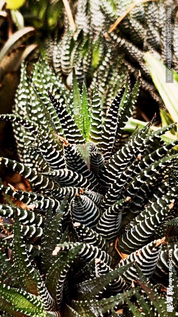 条纹小鱼与绿植共生画面