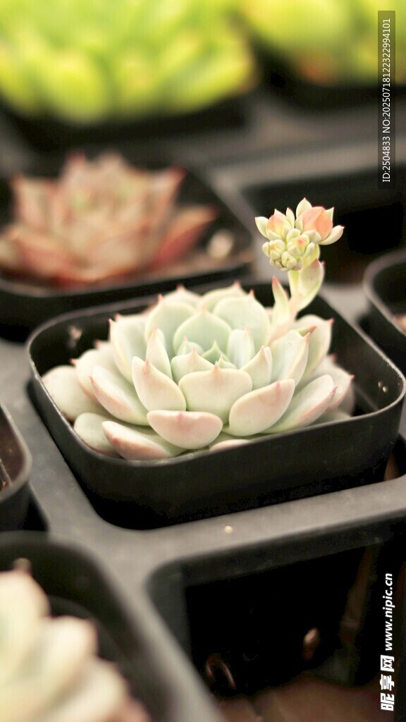 可爱多肉植物盆栽展示