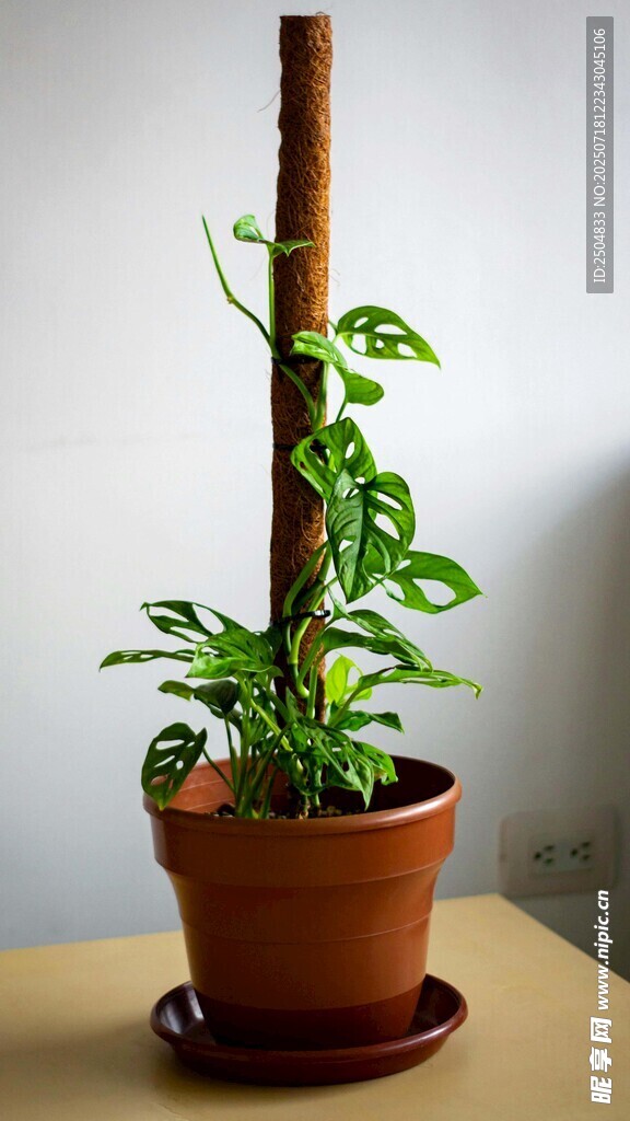 室内绿植盆栽 生机盎然