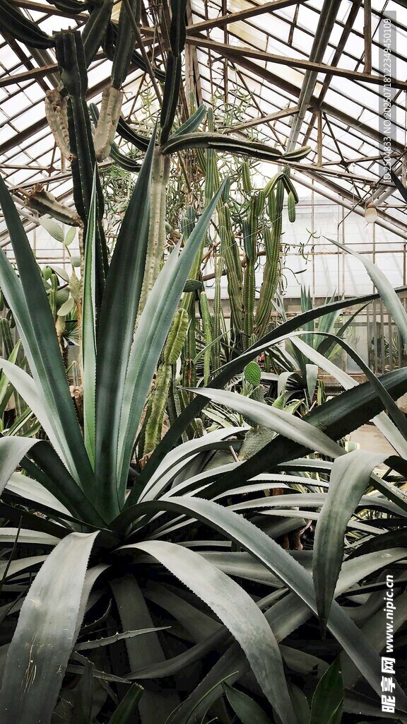 龙舌兰植物特写