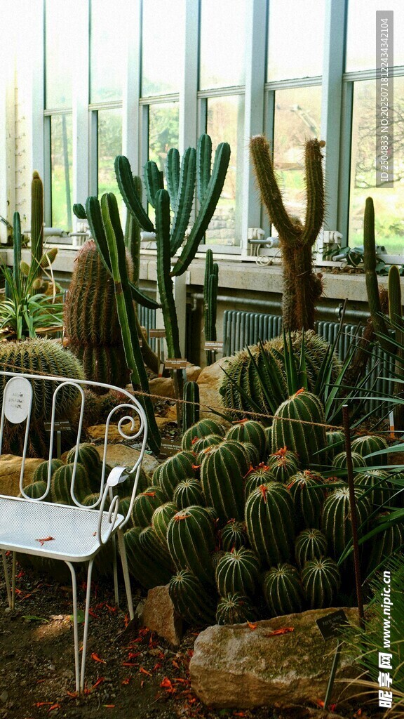 室内仙人掌植物景观