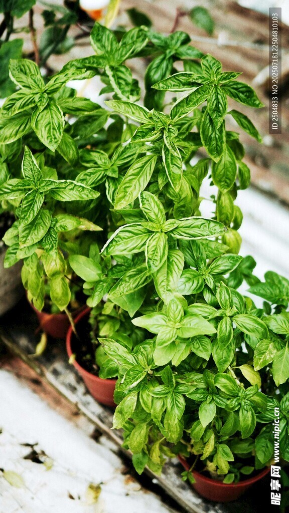 新鲜罗勒叶植物特写