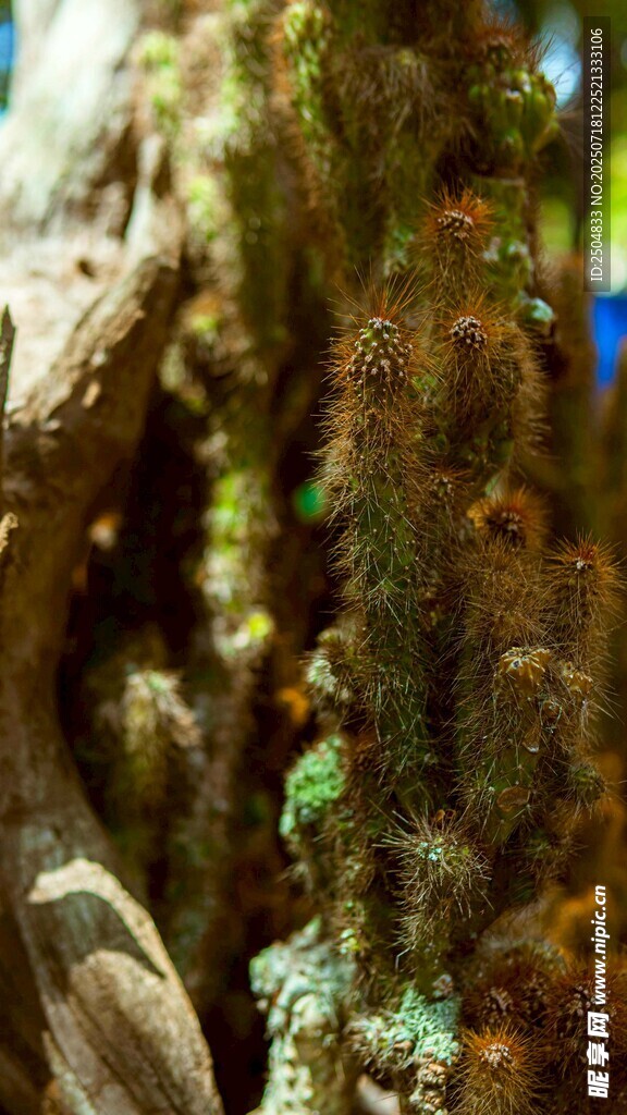 树干上的多彩苔藓景观