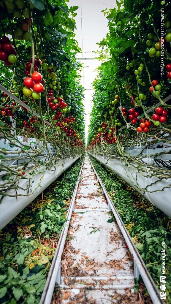 现代化垂直农业种植场景