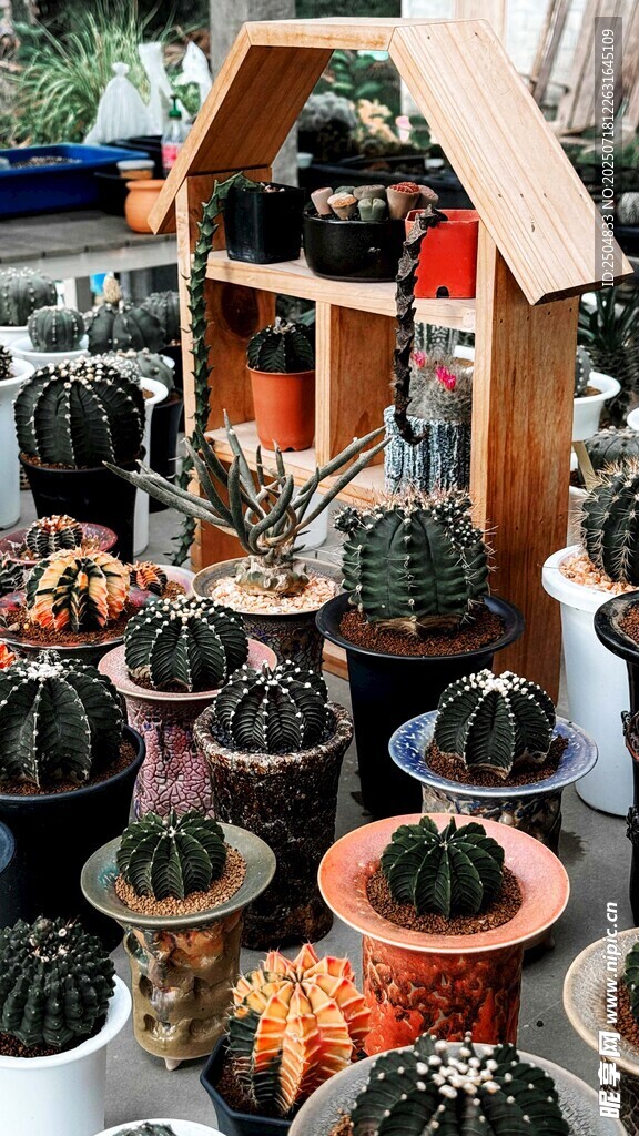 多样仙人掌盆栽展示