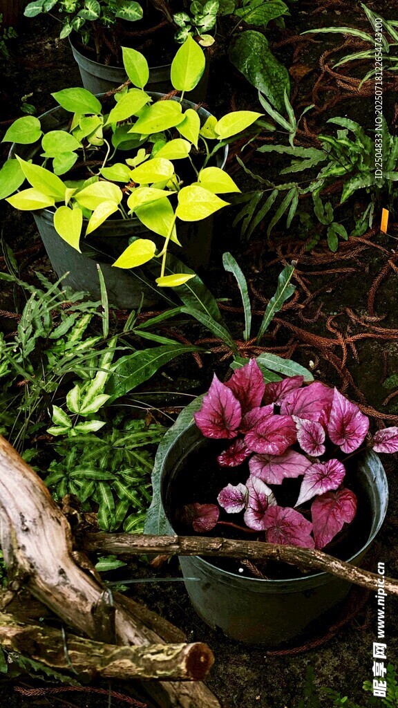 盆栽花卉与绿植景观