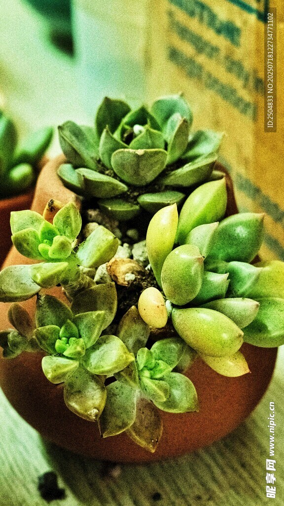 可爱多肉盆栽植物展示