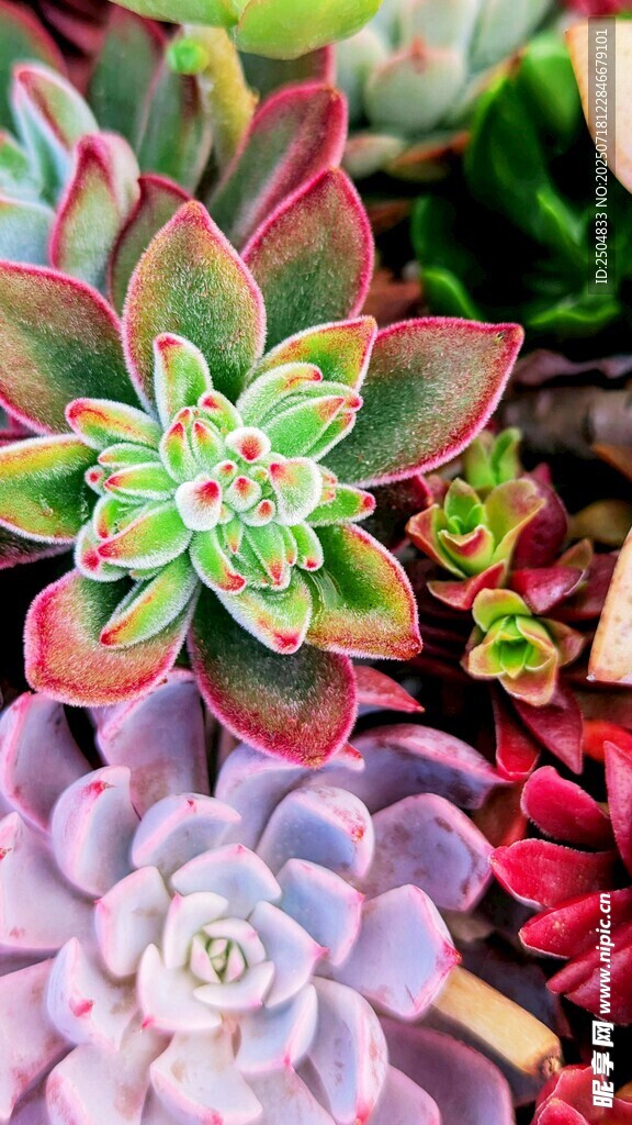 多彩多肉植物特写
