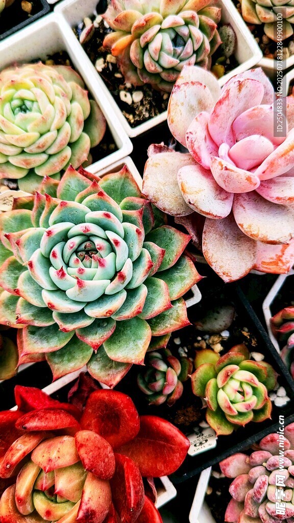 多彩多肉植物组合展示