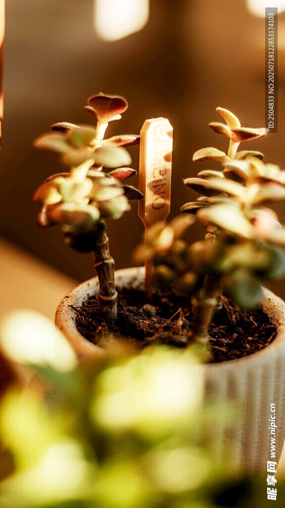 精致盆栽 绿植生机盎然