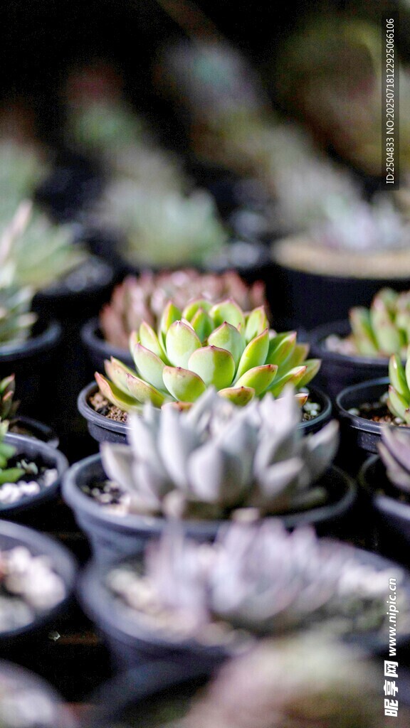 可爱多肉植物集合