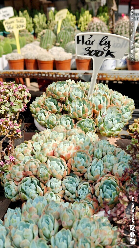 多彩多肉植物展示