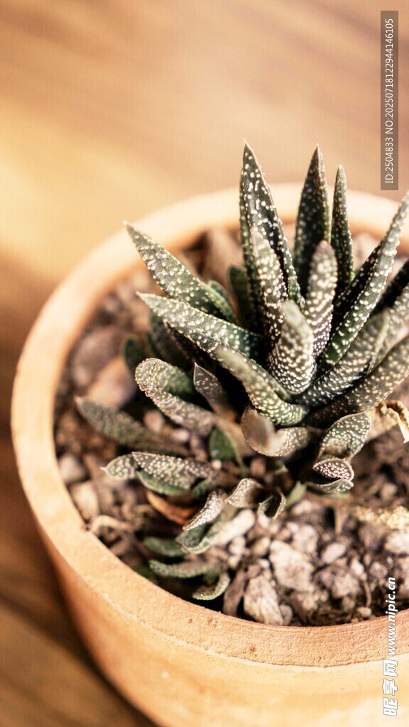 木盆中的小巧芦荟植物
