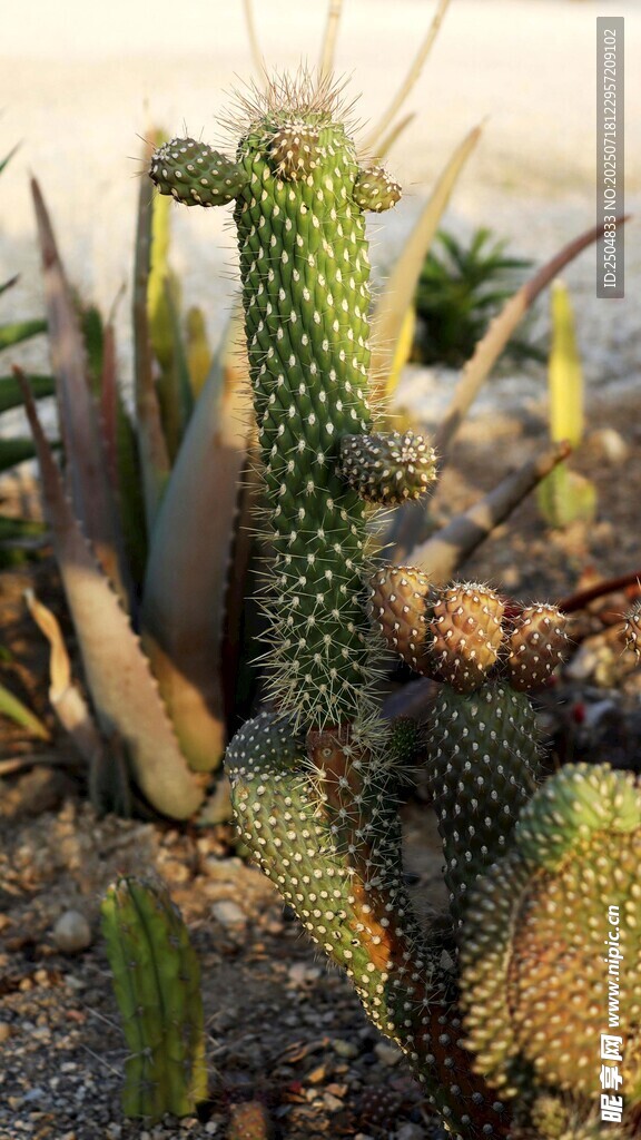 多样仙人掌植物景观