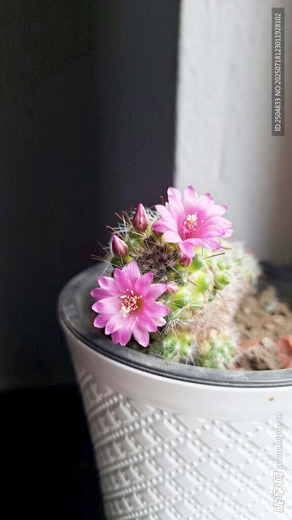 花盆中的粉嫩花朵