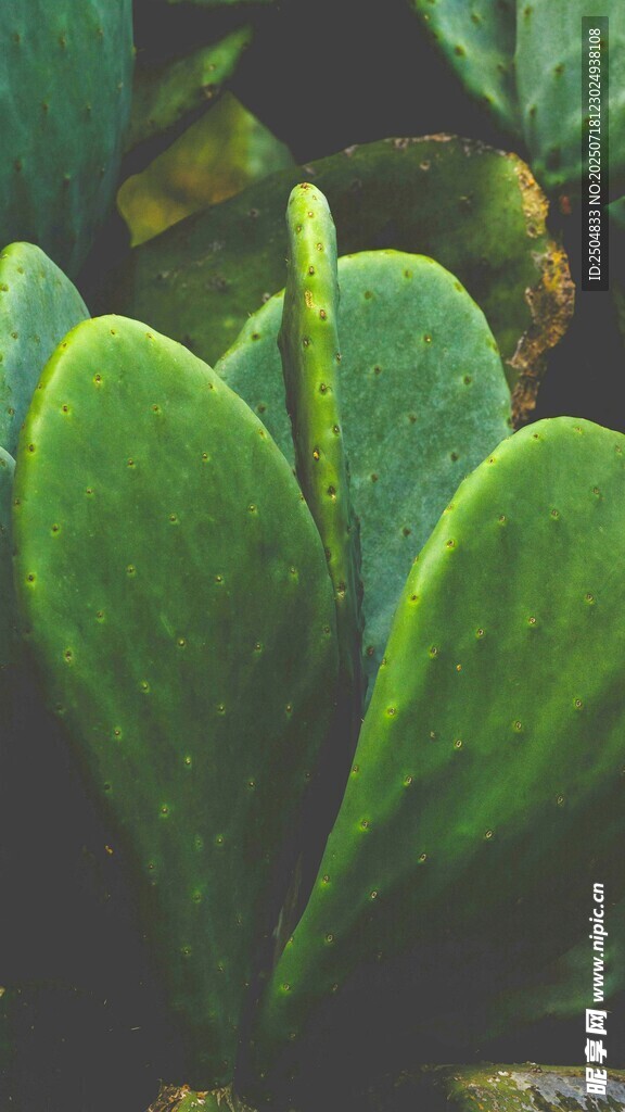 翠绿饱满的多肉植物叶片