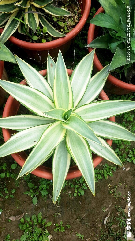 盆栽绿植特写