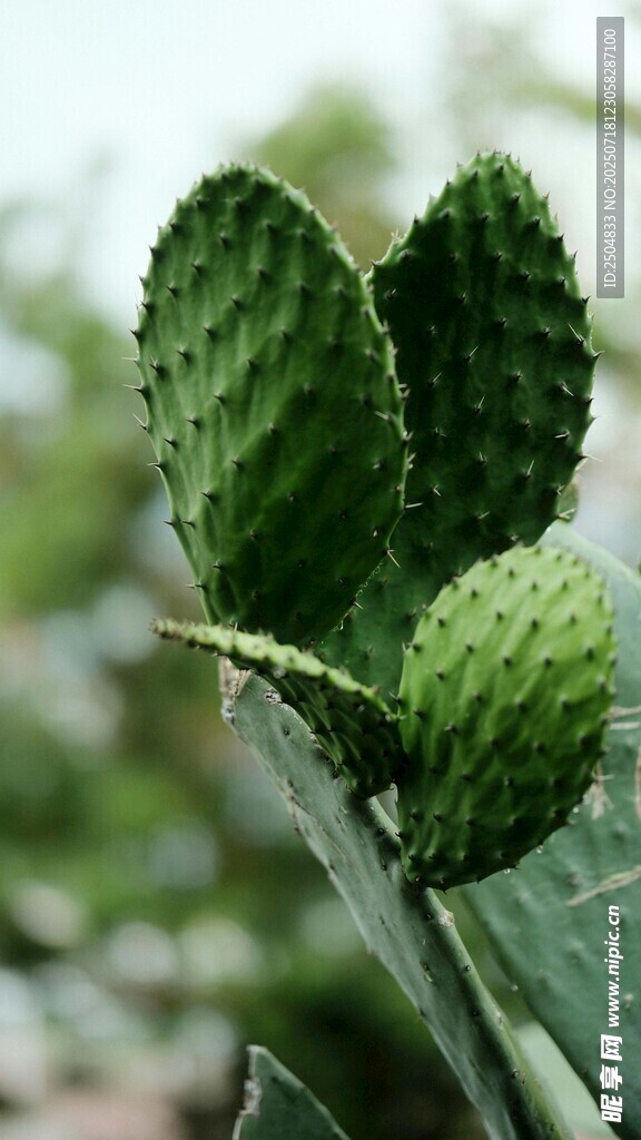 翠绿仙人掌特写