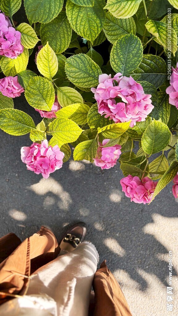 脚畔繁花绽放的惬意时刻
