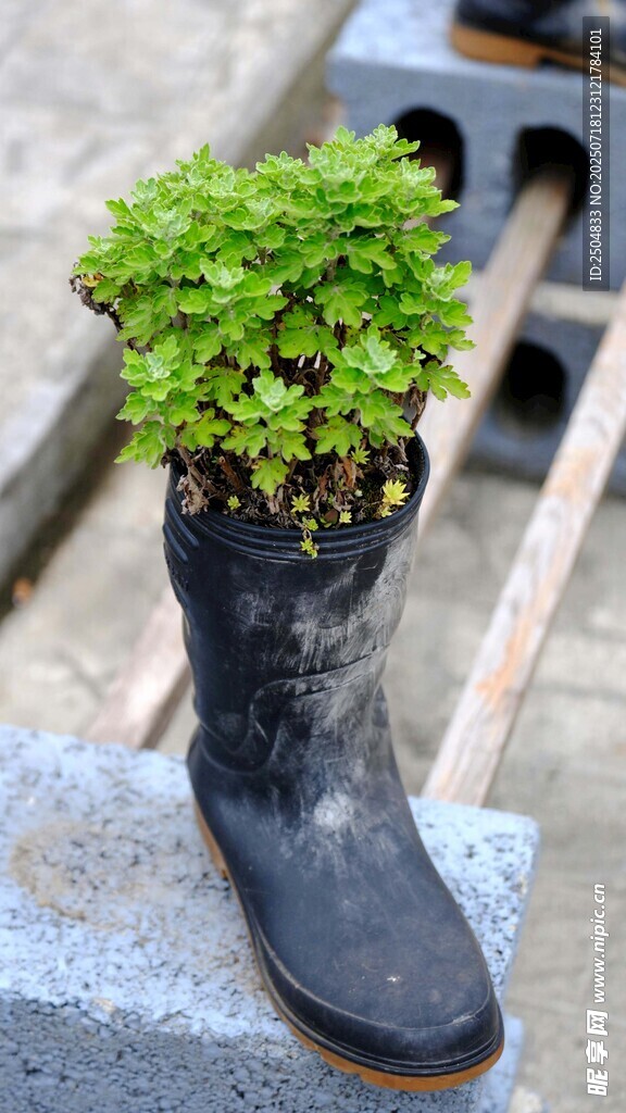 旧雨靴里的绿意生机