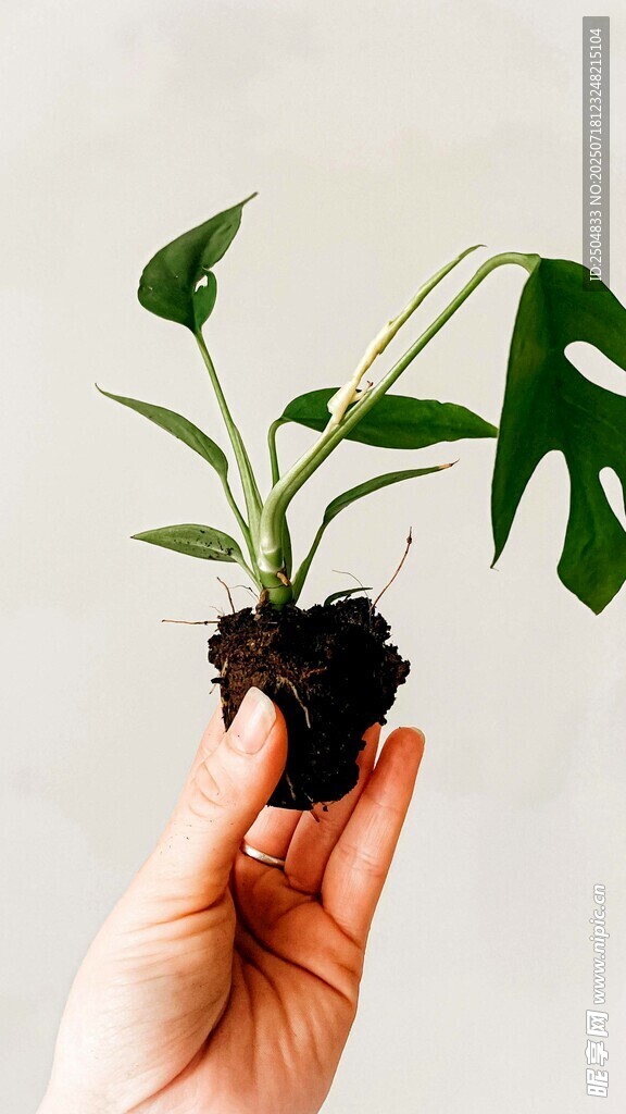 手捧绿植小盆栽