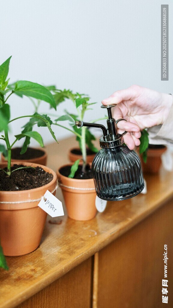 给绿植喷水的温馨瞬间