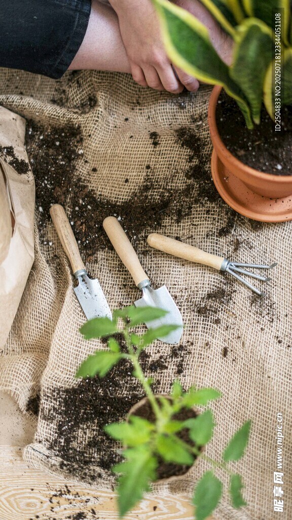 园艺劳作中的绿植与工具