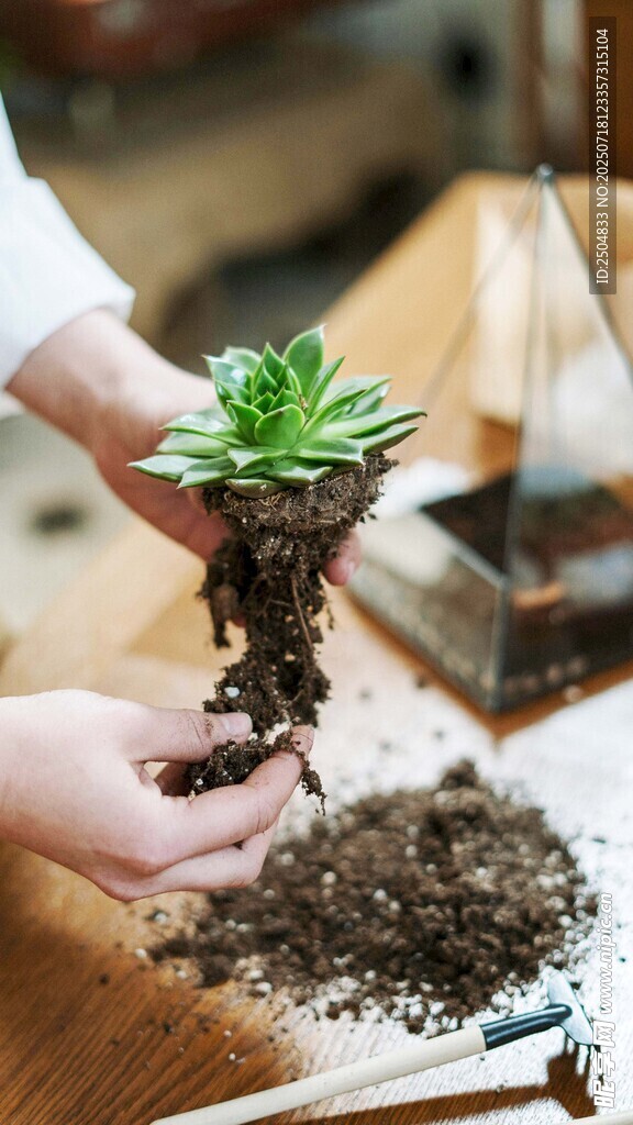 双手栽种绿植瞬间