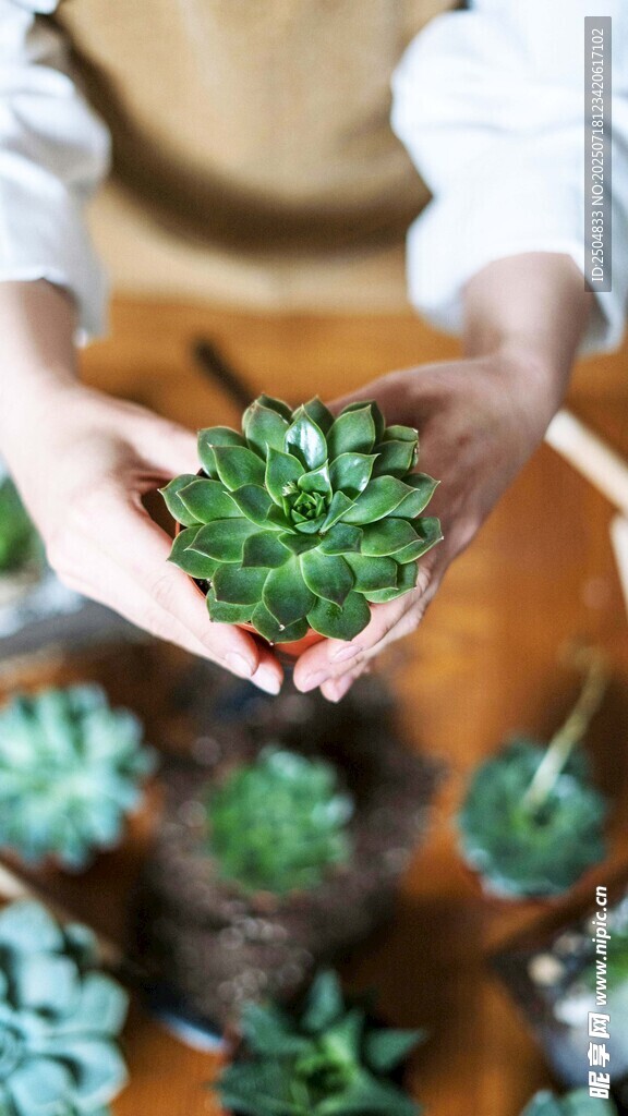 手捧多肉植物的温馨画面