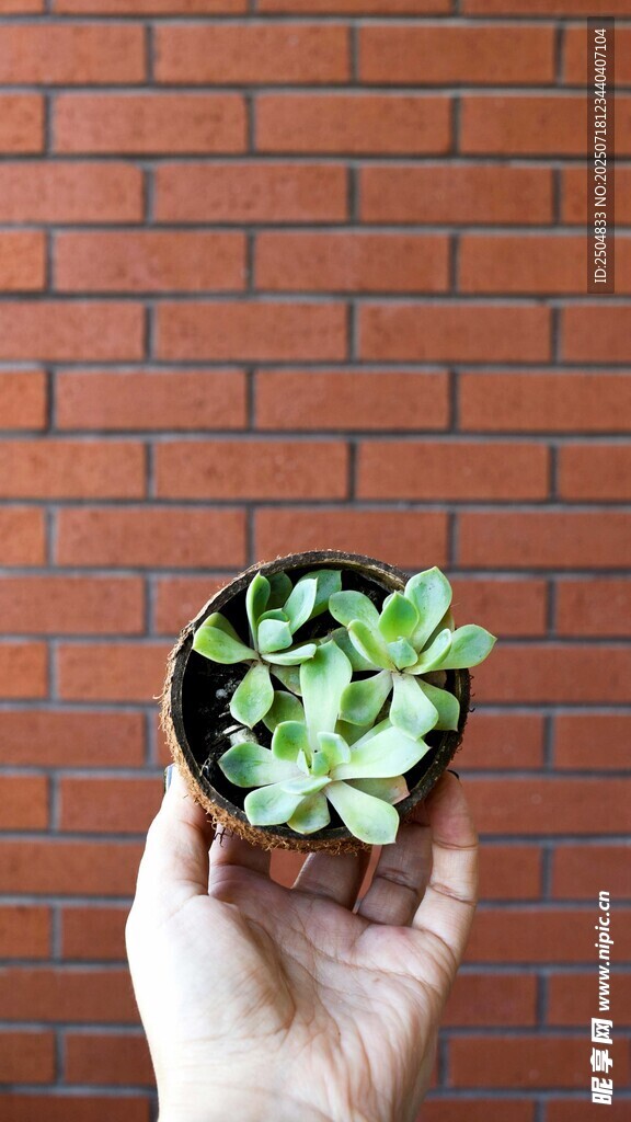 手捧小盆多肉植物