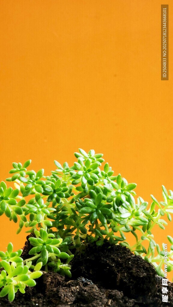 橙色背景下的嫩绿植物
